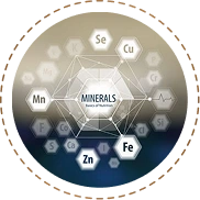 Trace Minerals